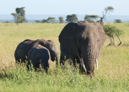 8 Days Safaris in Tanzania (Lodging)