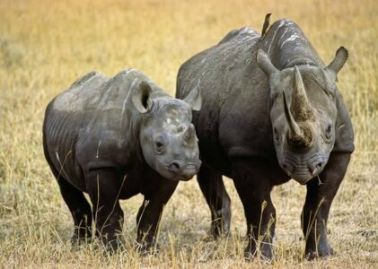 Mkomazi National Park
