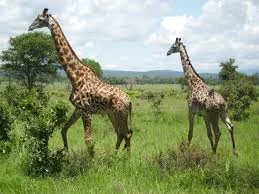 Arusha National Park